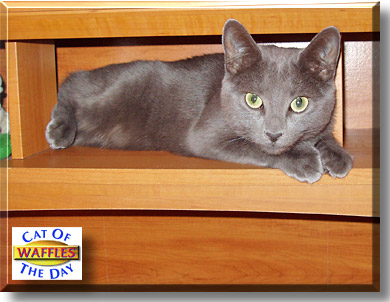 Waffles, the Cat of the Day