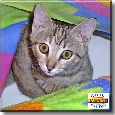 Jasmine, the Cat of the Day
