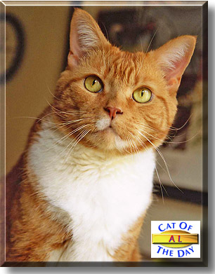 Al, the Cat of the Day