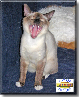 Alvin, the Cat of the Day