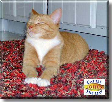 Bustopher Jones, the Cat of the Day