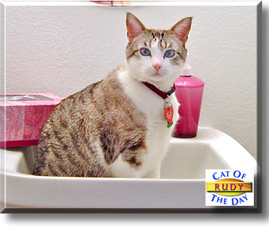 Rudy, the Cat of the Day
