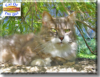 Cosmosis, the Cat of the Day