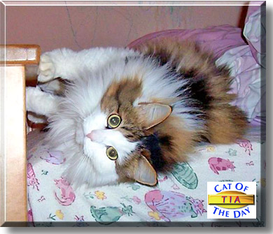 Tia, the Cat of the Day