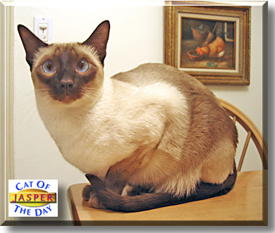 Jasper, the Cat of the Day