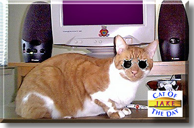 Jake, the Cat of the Day