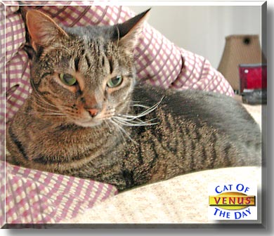 Venus, the Cat of the Day