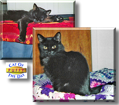Puffy, the Cat of the Day