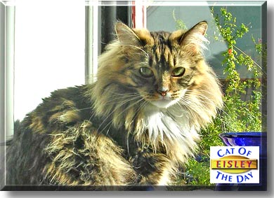 Eisley, the Cat of the Day