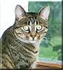Ludwig