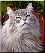 Henri