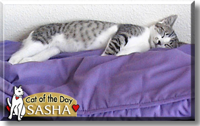 Sasha, the Cat of the Day