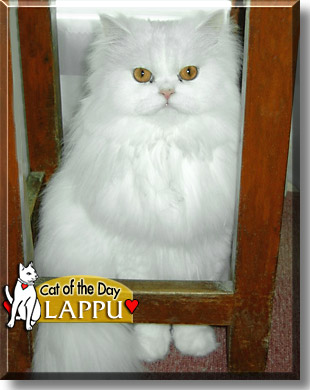 Lappu, the Cat of the Day