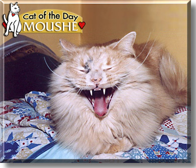 Moushe, the Cat of the Day