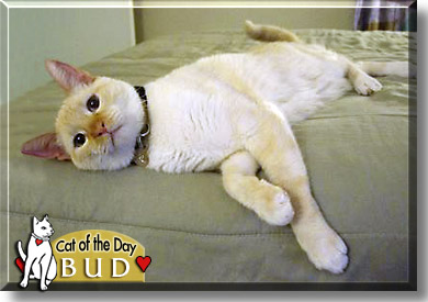 Bud, the Cat of the Day