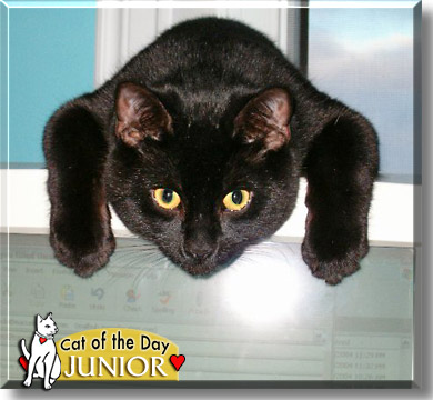 Junior, the Cat of the Day
