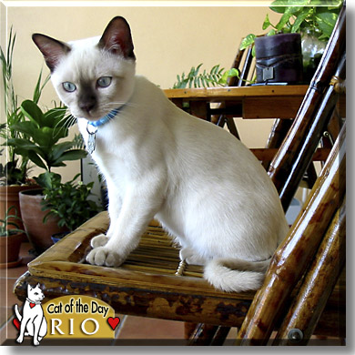 Rio, the Cat of the Day