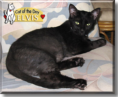 Elvis, the Cat of the Day