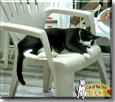 Bo, the Cat of the Day