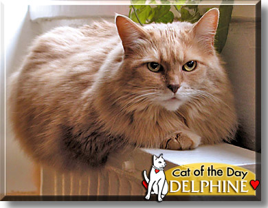 Delphine, the Cat of the Day