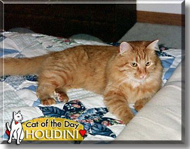 Houdini, the Cat of the Day