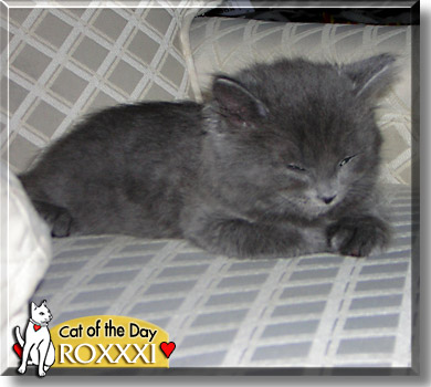 Roxxxi, the Cat of the Day