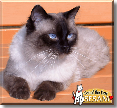 Sesam, the Cat of the Day