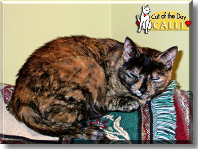 Calli, the Cat of the Day