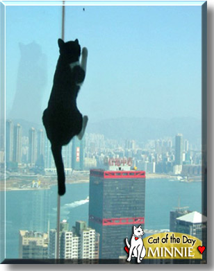 Minnie, the Cat of the Day