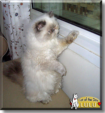 Lulu, the Cat of the Day