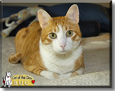 Bug, the Cat of the Day