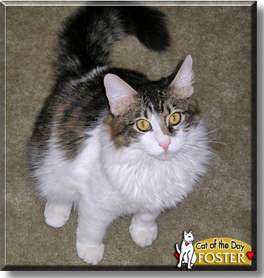 Foster, the Cat of the Day