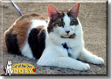 Dory, the Cat of the Day