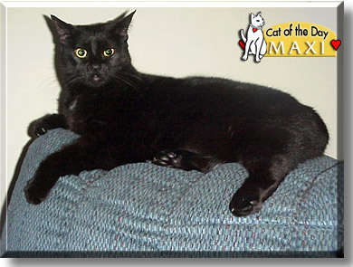 Maxi, the Cat of the Day