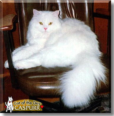 Caspurr, the Cat of the Day