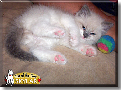 Skylar, the Cat of the Day