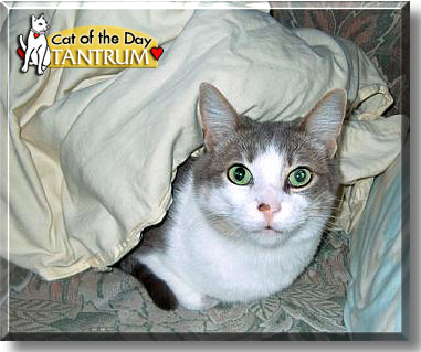 Tantrum, the Cat of the Day