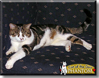 Phantom, the Cat of the Day