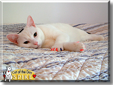 Spike, the Cat of the Day