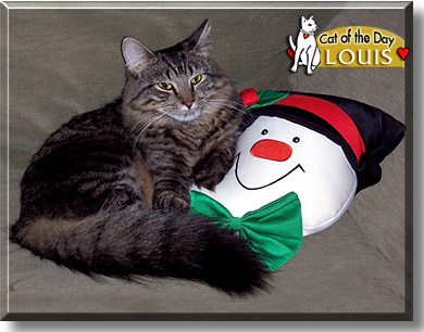 Louis, the Cat of the Day