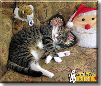 Kiki, the Cat of the Day
