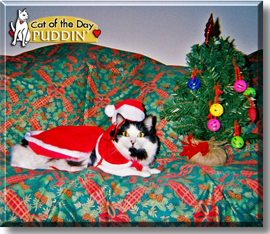 Puddin', the Cat of the Day