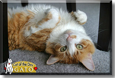 Gato, the Cat of the Day