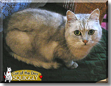 Squiggly, the Cat of the Day