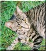 Rufus