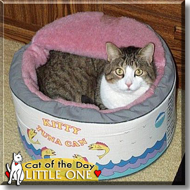 Little One, the Cat of the Day
