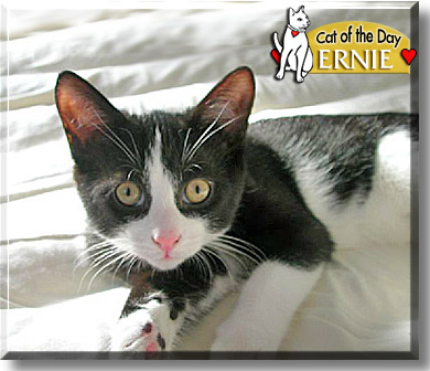 Ernie, the Cat of the Day