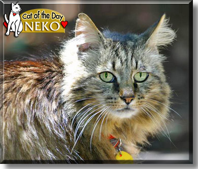 Neko, the Cat of the Day