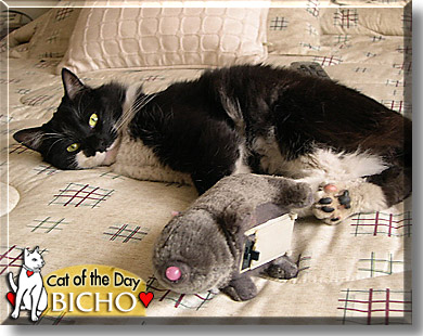 Bicho, the Cat of the Day