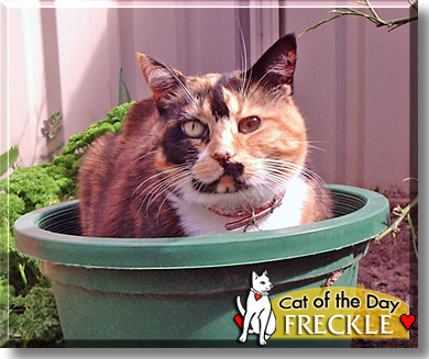 Freckle, the Cat of the Day